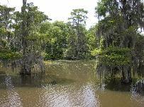 Voyage sur-mesure, dans les bayous de Louisiane - Swamp tour